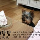 호시탐탐 이미지