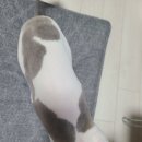 조아하멍 이미지