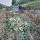 요거 몇일 말려야 되요? 이미지