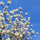 꾸미는 강아지 이미지