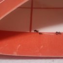 해처리 | 혐주의)권연벌레, 권연침벌 퇴치후기(1) / 기니피그 건초, 사료와의 관계