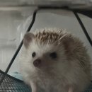 다나음동물병원 | [강서구]나음동물의료센터 고슴도치 진료,검사 후기🦔🤍