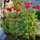 해경주택 이미지