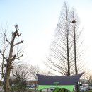 광주시민의숲 야영장 이미지