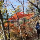 강원도 평창 오대산(북바위산),대구근교코스모스길 이미지