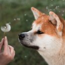 강아지본부 이미지