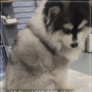 폼스키 이미지