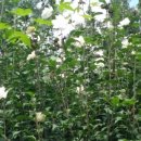 서해종합타이어 이미지