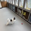 리츠펫강남세곡점