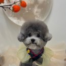 위드뚜뚜 이미지