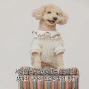 CU 송파고분로점 | 서울 송파 반려동물 프로필 잠실 잇츠미스튜디오 강아지 증명사진 촬영 후기