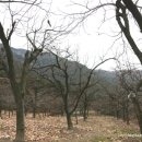 계당지 | 청도 장연사터(長淵寺址).경북 청도