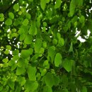 달콤한 나무 이미지