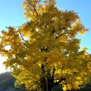 의령 세간리 은행나무 | [의령] 600년 천연기념물 세간리 은행나무, 의병장 곽재우장군 생가 / 강아지동반여행