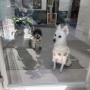 안나펫살롱 이미지