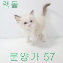 이제 막 2개월 지난 아기고양이들 데려가세요~ 너무 이쁘죠ㅠㅠ 원하시는 아이 없으시면 말씀 주시면 맞춰드립니다! 이미지