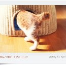 담초 이미지