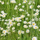 꽃 - 화해 이미지