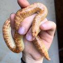 샌드샌드(Sand Sand) 이미지