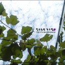 청수농원 이미지