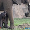 재롱이네 이미지