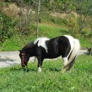 마장목장 이미지