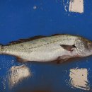 민어사랑 이미지