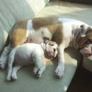 야옹이네 이미지