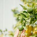 좋은나무 이미지