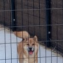 하늘켄넬 이미지