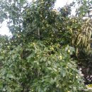 승삼마을 이미지