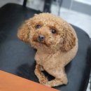 다이아몬독 이미지