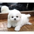 아담스펫살롱 | 강아지분양 비숑프리제 여기가 최고에요!