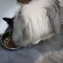 은봉애견 이미지