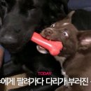 거북낚시