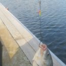 송라낚시터 이미지