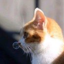 나만 없어 고양이 이미지