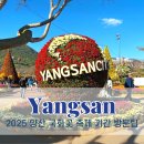 낙동강변24 | 양산 국화 축제 날짜 주차 부산근교 나들이 가볼만한곳 황산공원