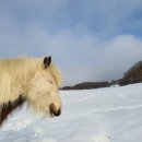 선 목장 이미지