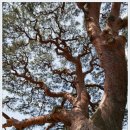 왕소나무길 이미지