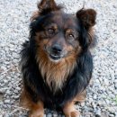 웃는강아지 이미지