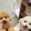 우리펫살롱 이미지