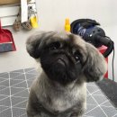 댕이쌀롱 이미지