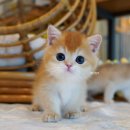 천안고양이 분양 냥블리 이미지