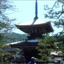 상판소나무숲 이미지