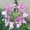 더영규공인번역행정사 이미지