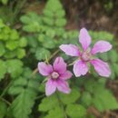 칠천도편백숲 이미지