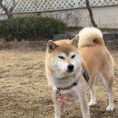 애견동산 네이버블로그