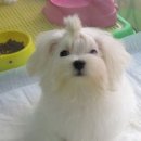 티미 이미지