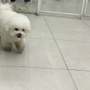 펌킨 펫하우스 서울숲 이미지